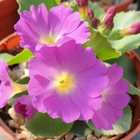 Primula carniolica